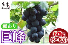 『先行予約』【令和7年7月上旬発送】唐津市産種あり大粒「巨峰」約3kg(5～8房) ぶどう ブドウ 果物 フルーツ ギフト