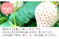 白いちごは栽培が難しく、とても貴重ないちごです。
赤いちごとの香りの違いも、ぜひお楽しみください。