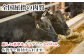 佐賀県が誇る和牛「佐賀牛」 その中でもさらに厳選した佐賀牛を、
皆様の食卓へお届けします。