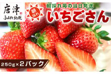 『先行予約』【令和8年3月より順次発送】唐津産 いちごさん 約250g×2パック(合計約500g) 濃厚いちご 苺 イチゴ 果物 フルーツ