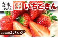 『先行予約』【令和8年3月より順次発送】唐津産 いちごさん 約250g×2パック(合計約500g) 濃厚いちご 苺 イチゴ 果物 フルーツ