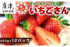 『先行予約』【令和8年4月より順次発送】唐津産 いちごさん 約250g×12パック(合計約3kg) 濃厚いちご 苺 イチゴ 果物 フルーツ