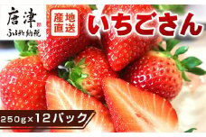 『先行予約』【令和8年4月より順次発送】唐津産 いちごさん 約250g×12パック(合計約3kg) 濃厚いちご 苺 イチゴ 果物 フルーツ