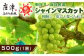山の斜面でたくさんの日光を浴びて育った芳醇で濃厚なシャインマスカットをお届け!!