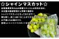 朝採の当日発送・クール便の活用をお約束しており、新鮮な状態でお届けします。