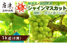 『先行予約』【令和7年9月中旬より順次発送】シャインマスカット1kg 2房 葡萄 ぶどう 果物 フルーツ スイーツ