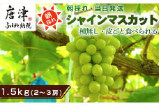 『先行予約』【令和7年9月中旬より順次発送】シャインマスカット1.5kg 2～3房 葡萄 ぶどう 果物 フルーツ スイーツ