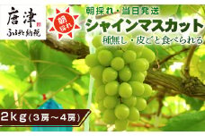『先行予約』【令和7年9月中旬より順次発送】シャインマスカット2kg 3房～4房 葡萄 ぶどう 果物 フルーツ スイーツ