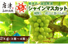 『先行予約』【令和7年9月中旬より順次発送】シャインマスカット2kg 3房～4房 葡萄 ぶどう 果物 フルーツ スイーツ