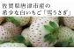 生産量も少なく、栽培が難しいとても希少価値の高いイチゴです。