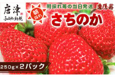 『先行予約』【令和8年2月より順次発送】濃厚苺 さちのか 250g×2パック(合計500g) 濃厚いちご 苺 イチゴ 果物 フルーツ ビタミン