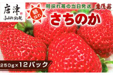 『先行予約』【令和7年3月より順次発送】濃厚苺 さちのか 250g×12パック(合計3kg) 濃厚いちご 苺 イチゴ 果物 フルーツ ビタミン
