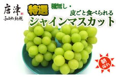 『先行予約』【令和7年7月中旬より順次発送】贈答・ギフト用 特選シャインマスカット 1房(約600g～700g) 葡萄 ぶどう 果物 フルーツ スイーツ