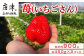 人気急上昇中の《いちごさん》やさしい甘みとみずみずしい香り
450g×2パックお届けいたします。