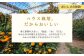 冬の温州みかんと同じ品種ながら、濃い旨みやとろける食感が
まるで別物のようなハウスみかん。