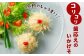 コリコリの歯応えをご堪能下さい。
旨味と甘さがやみつきの味です。