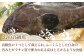 九州佐賀県の豊かな海で育った「幻の高級魚」
クエをしゃぶしゃぶ用でご用意しました。