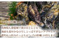 「いろは牡蠣とは？」
海面も穏やかなのでしょっぱすぎない
クリーミーで濃厚かつ旨みたっぷりの「いろは牡蠣」が育ちます。