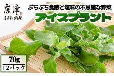 『先行予約』【11月中旬より順次発送】アイスプラント(70g×12パック)ぷちぷち食感 塩味 野菜 天ぷら 生春巻き サラダ スープ しゃぶしゃぶ 炒め物 おひたし