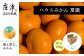 夏においしい贈り物。
味濃く旨味あふれるハウスみかん「夏織」を9kgお届けします。