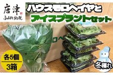 『先行予約』【12月上旬より順次発送】冬穫れハウスモロヘイヤ(100g×5袋)とアイスプラント(70g×5P)セット 3箱 ネバネバ 高栄養価 プチプチ新体験 定番おひたし 和洋中の各種スープ お肉・お魚のメイン料理の付け合わせ