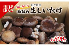訳あり しいたけ 佐賀県産 箱生しいたけ 約800g 訳アリ 椎茸 きのこ