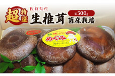 しいたけ 佐賀県産 超特選 生椎茸 菌床栽培 約500g 椎茸 きのこ