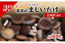 定期便 6ヶ月 訳あり しいたけ 佐賀県産 箱生しいたけ 約800g 訳アリ 椎茸 きのこ 6回 お楽しみ