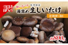 定期便 3ヶ月 訳あり しいたけ 佐賀県産 箱生しいたけ 約800g 訳アリ 椎茸 きのこ 3回 お楽しみ