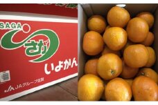 [№5353-0586]いよかん 8～10kg(3L～Lサイズ) 柑橘 果物 フルーツ デザート ※配送不可:離島