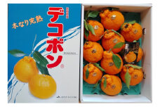 [№5353-0593]でこぽん 木なり完熟 デコポン 3kg 150ケース限定 柑橘 果物 フルーツ デザート ※配送不可:離島