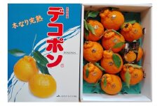 [№5353-0593]でこぽん 木なり完熟 デコポン 3kg 150ケース限定 柑橘 果物 フルーツ デザート ※配送不可:離島
