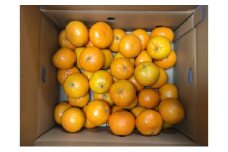 [№5353-0596]はれひめ 5kg 柑橘 果物 フルーツ デザート ※配送不可:離島