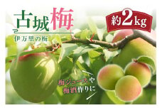 伊万里の梅 古城梅 003-B726