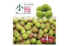 伊万里の梅（小梅） 003-B177