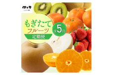 フルーツ定期便 【5回便】みかん いちご 梨 キウイ 伊万里産 もぎたてをお届け 999-B181