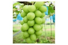 【 数量限定 】 伊万里産 シャインマスカット 約1kg（500g前後×2房） 113-B627