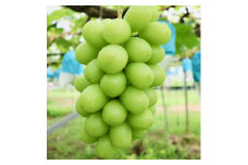 【 数量限定 】 伊万里産 シャインマスカット 約1kg（500g前後×2房） 113-B627