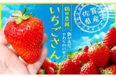 伊万里産「いちごさん」 250g ×2パック ～鶴田農園～ 046-B570