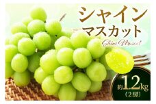 【 数量限定 】令和7年産 伊万里 シャインマスカット 約1.2kg（約600g×2房） 182-B628