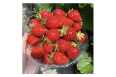 伊万里産「いちごさん」 240g×2パック ～LCFARM～ 187-B724