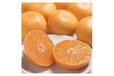 佐賀産せとか 約3kg (7-12玉) (伊万里市) 柑橘類 147-B801
