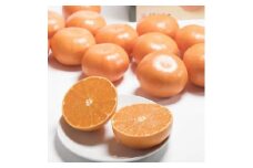 佐賀産 柑橘 「はまさき」 約1.5kg箱 (4-7玉) 147-B806