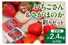 佐賀産いちご「いちごさん」＆「さがほのか」定期便 彩りセット【全3回】 999-B863