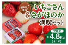 佐賀産いちご「いちごさん」＆「さがほのか」定期便 満喫セット【全3回】 999-B864