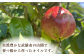 【髪に潤いを】都椿油 30ml × 2本 /都椿 [UBV001] 油 椿油 オイル 髪油 ヘアケア