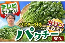 ＜満天☆青空レストランでご紹介＞パクチー好きのためのパクチー 500g 江口農園[UBF008] 野菜 パクチー 本場のパクチー