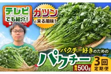 【3回定期便】本場タイ人が認めた パクチー好きのためのパクチー 500g /江口農園[UBF030] 野菜 パクチー 本場のパクチー パクチー定期便 野菜定期便