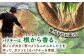 【3回定期便】本場タイ人が認めた パクチー好きのためのパクチー 500g /江口農園[UBF030] 野菜 パクチー 本場のパク