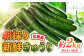 朝採り新鮮きゅうり 約2kg（約14～20本）/株式会社 y's company（utsu和ya） [UDX001]